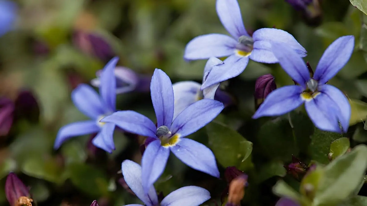 Blaue Isotoma fluviatilis 'Country Park' Staude von Stauden Gänge, mit kleinen blauen Blüten und grünem Laub.