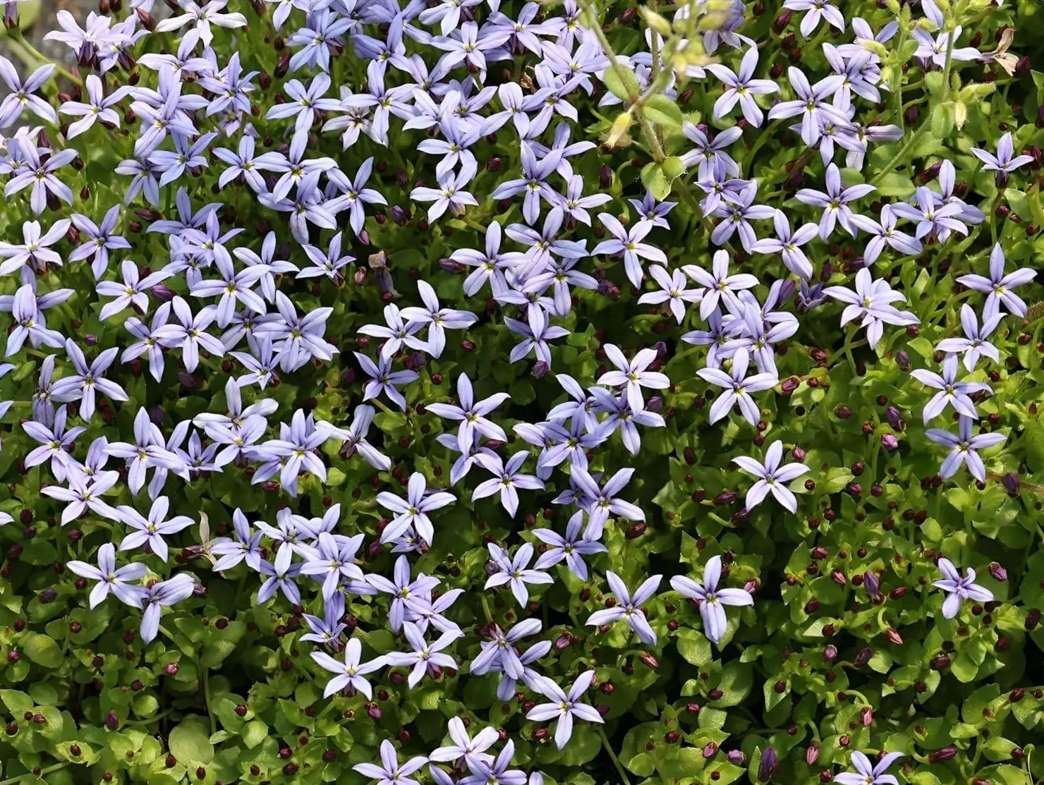 Blaue Isotoma fluviatilis 'Dunkelblau' Staude mit kleinen Blüten, wächst auf einem Gartenboden, von Stauden Gänge.