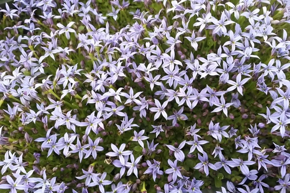 Blaue Isotoma fluviatilis 'Dunkelblau' Staude mit kleinen blauen Blüten, wächst als Gartenstaude, von Stauden Gänge.
