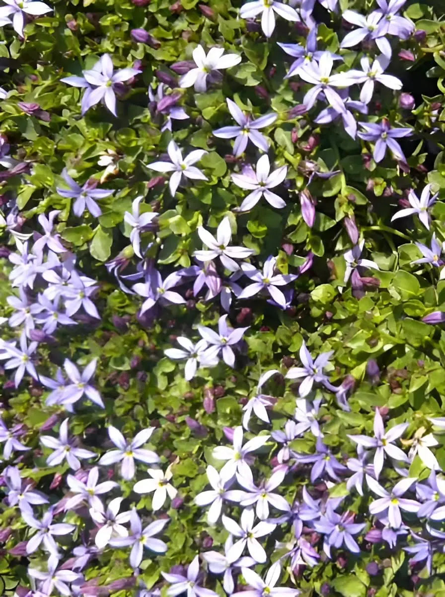 Blaue Staude Isotoma fluviatilis 'Dunkelblau' vom Stauden Gänge, blauer Bubikopf mit zarten Blüten, Gartenpflanze