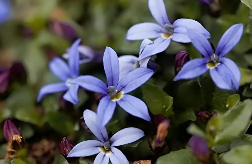 Blaue Isotoma fluviatilis Staude mit dunkelblauen Blüten, Pflanze von Stauden Gänge, dekorative Gartenstaude