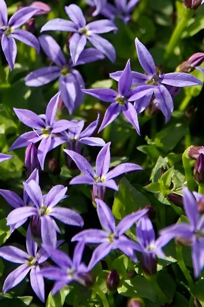 Blauer Bubikopf Isotoma fluviatilis 'Dunkelblau', Staude mit dunklen blauen Blüten, von Stauden Gänge.