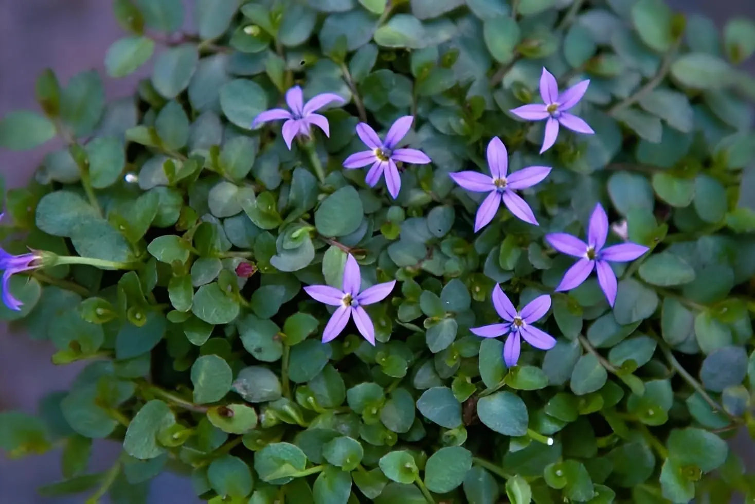 Blaue Staude Isotoma fluviatilis 'Dunkelblau' von Stauden Gänge, blühende Pflanze mit dunkelblauen Blüten, Nahaufnahme
