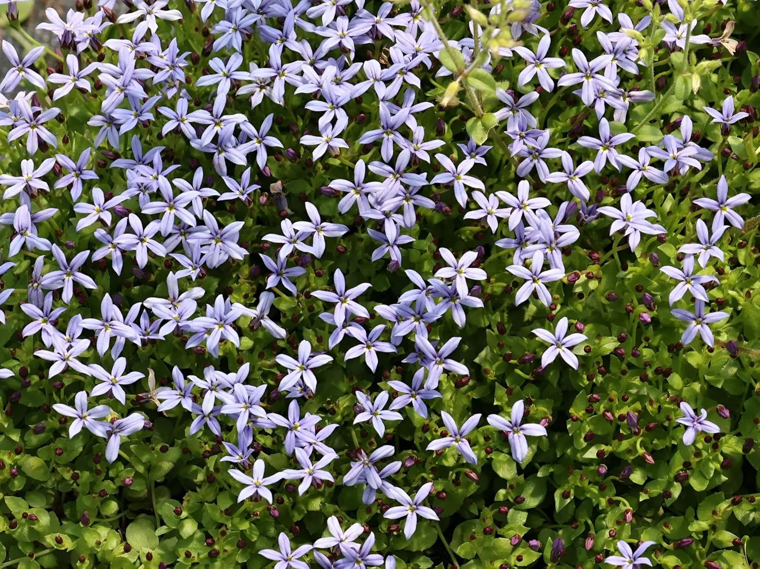 Blaue Isotoma fluviatilis 'Dunkelblau' Staude mit kleinen Blüten, Pflanze von Stauden Gänge, Nahaufnahme
