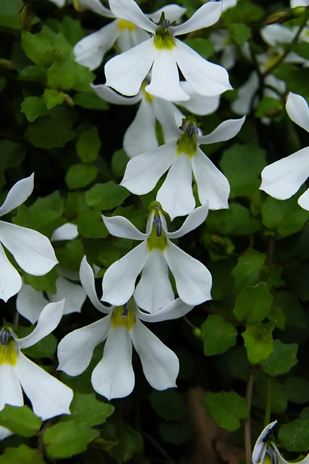 Weiße Staude Isotoma fluviatilis 'Treadwellii' (Weißer Bubikopf) von Stauden Gänge, blüht mit kleinen weißen Blüten.