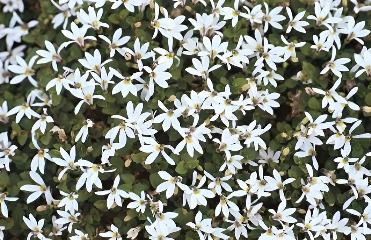Weiße Staude Isotoma fluviatilis 'Treadwellii' von Stauden Gänge, mit kleinen weißen Blüten und zarten Blättern.