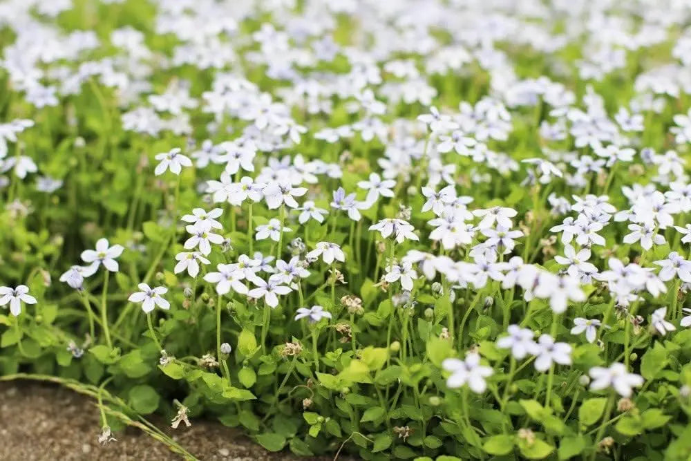 Weiße Isotoma fluviatilis Staude mit zarten Blüten, pflegeleichte Bodendecke von Stauden Gänge, natürliche Gartenpflanze