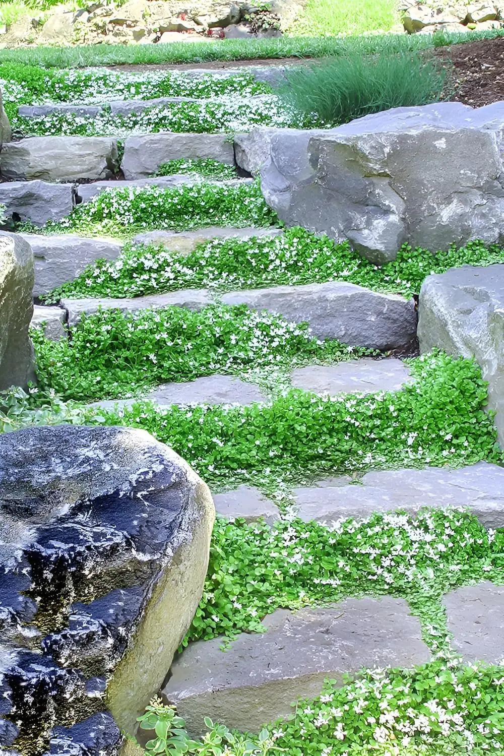 Weiße Isotoma fluviatilis Staude mit kleinen, zarten Blüten, ideal für Steingärten und Beete, von Stauden Gänge.