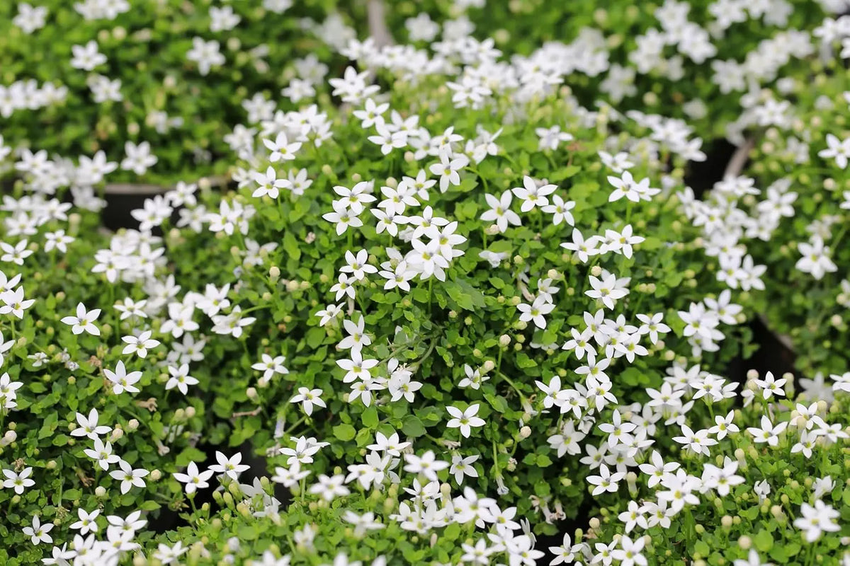 Weißer Bubikopf Isotoma fluviatilis 'White' Staude von Stauden Gänge, blühende Gartenstaude mit weißen Blüten.