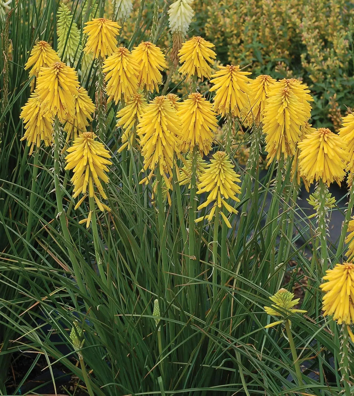 Gelbe Fackellilie Kniphofia 'Banana Popsicle' als Staude, mit orange-gelben Blüten und langen schmalen Blättern.
