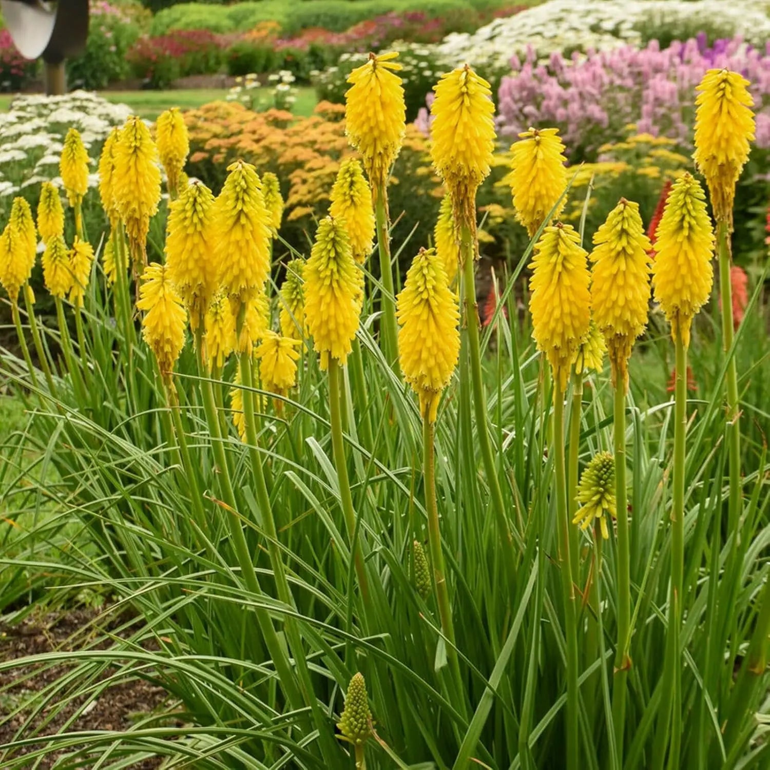 Gelbe Staude Kniphofia 'Banana Popsicle' von Stauden Gänge, mit leuchtend gelben Fackellilien und langen Blütenstängeln