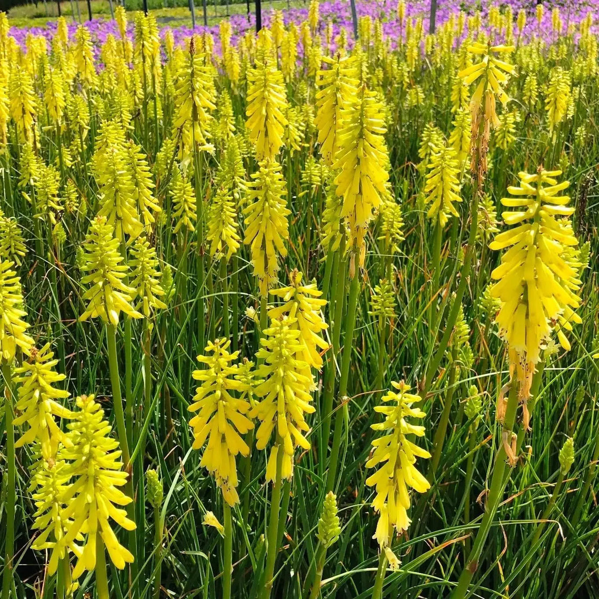 Gelbe Kniphofia 'Banana Popsicle' Staude von Stauden Gänge mit auffälligen gelben Blütenrispen, typisch für die Fackellilie.