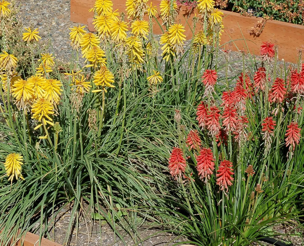 Gelbe Kniphofia 'Banana Popsicle' Staude mit langen, schmalen Blättern und leuchtenden gelben Blütenständen, Tritome von Stauden Gänge