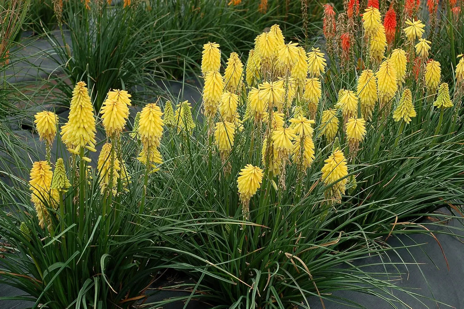 Gelbe Fackellilie Kniphofia 'Lemon Popsicle' - Tritome, Staude mit leuchtend gelben Blüten, natürliche Gartenstaude