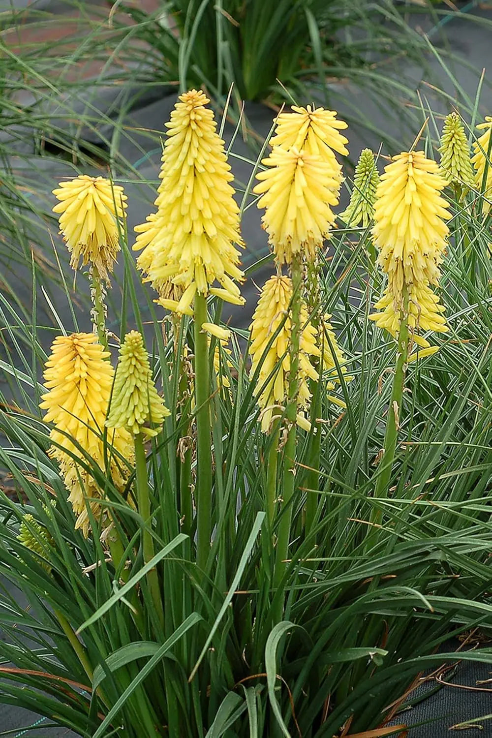 Gelbe Kniphofia 'Lemon Popsicle' Staude von Stauden Gänge, mit langen Fackelblüten und grünen Blättern.