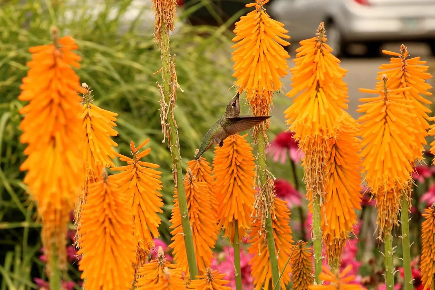 Bunte orange Fackellilie Kniphofia 'Mango Popsicle' Staude von Stauden Gänge mit langen, schmalen Blättern und leuchtenden Blüten.