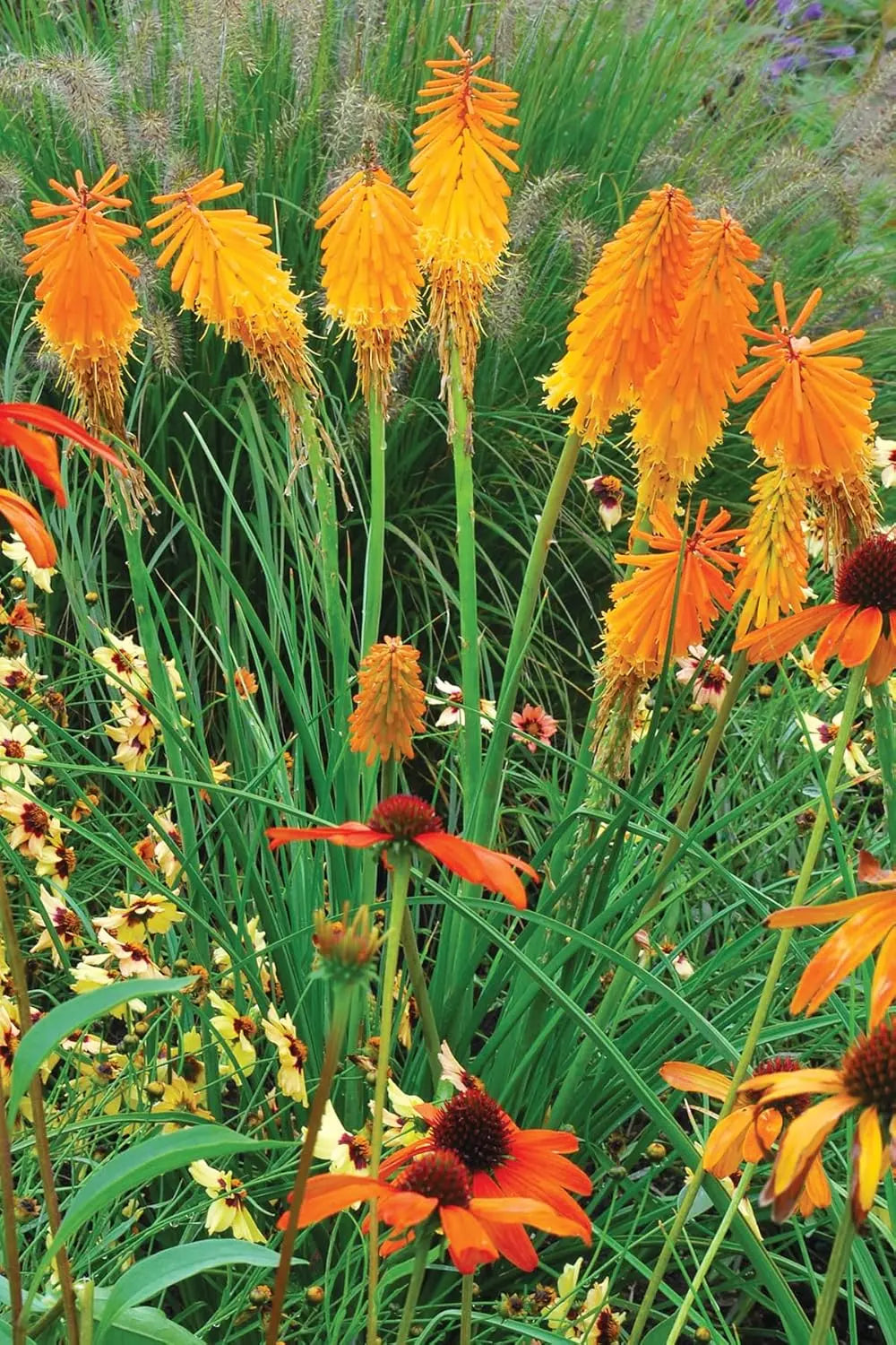 Bunte orange Fackellilie Kniphofia 'Mango Popsicle' als Staude, mit langen, schmalen Blättern und orangefarbenen Blütenrispen.