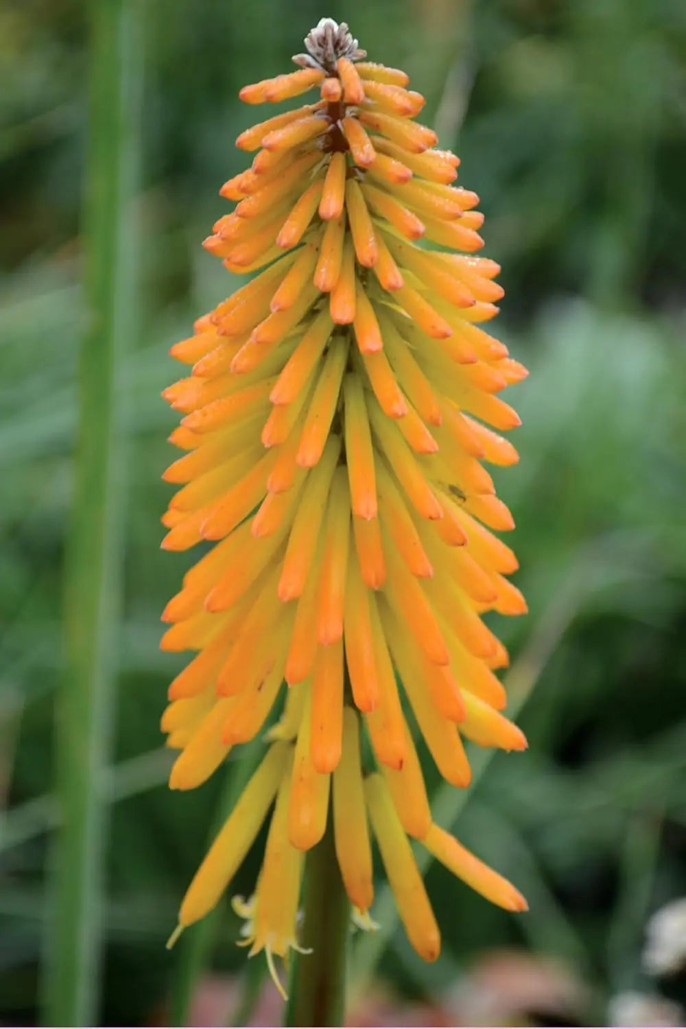 Orange Fackellilie 'Mango Popsicle' von Stauden Gänge, standhafte Staude mit leuchtend orangefarbenen Blüten.