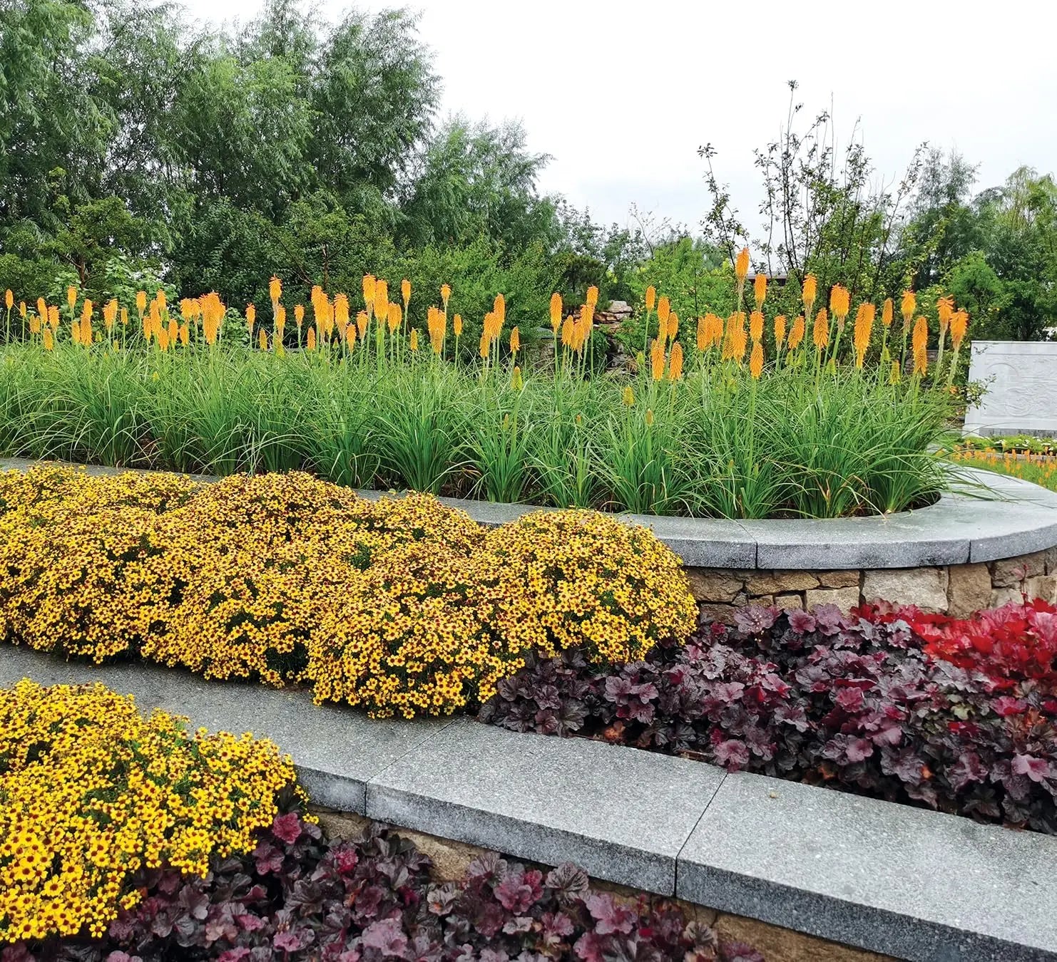 Bunte Kniphofia 'Mango Popsicle' Staude mit orangefarbenen Fackellilien, wächst in einem Garten, von Stauden Gänge.