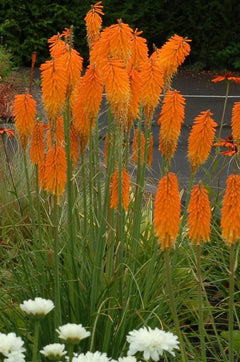 Orange Fackellilie Kniphofia 'Mango Popsicle' Staude, gelbe und orange Blüten, kräftiges Laub, Tritome, Stauden Gänge