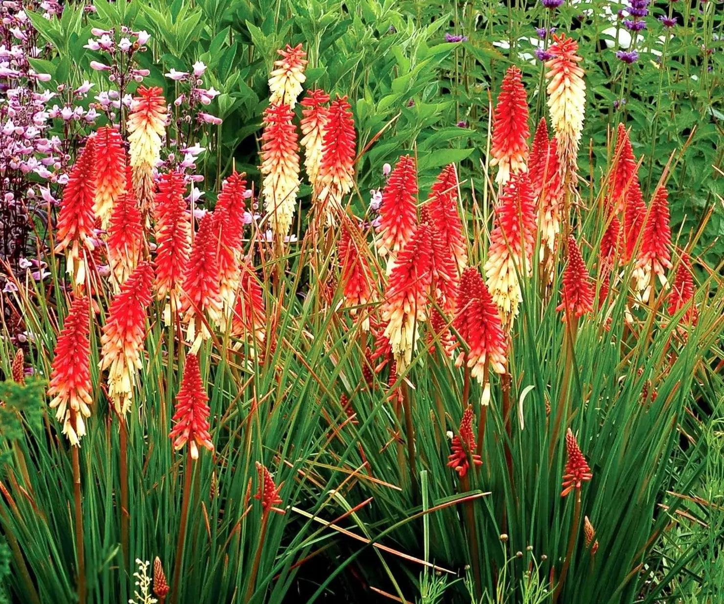 Bunte Fackellilie Kniphofia 'Orange Vanilla Popsicle' Staude mit orangefarbenen, gelben Blüten, Tritome, Stauden Gänge