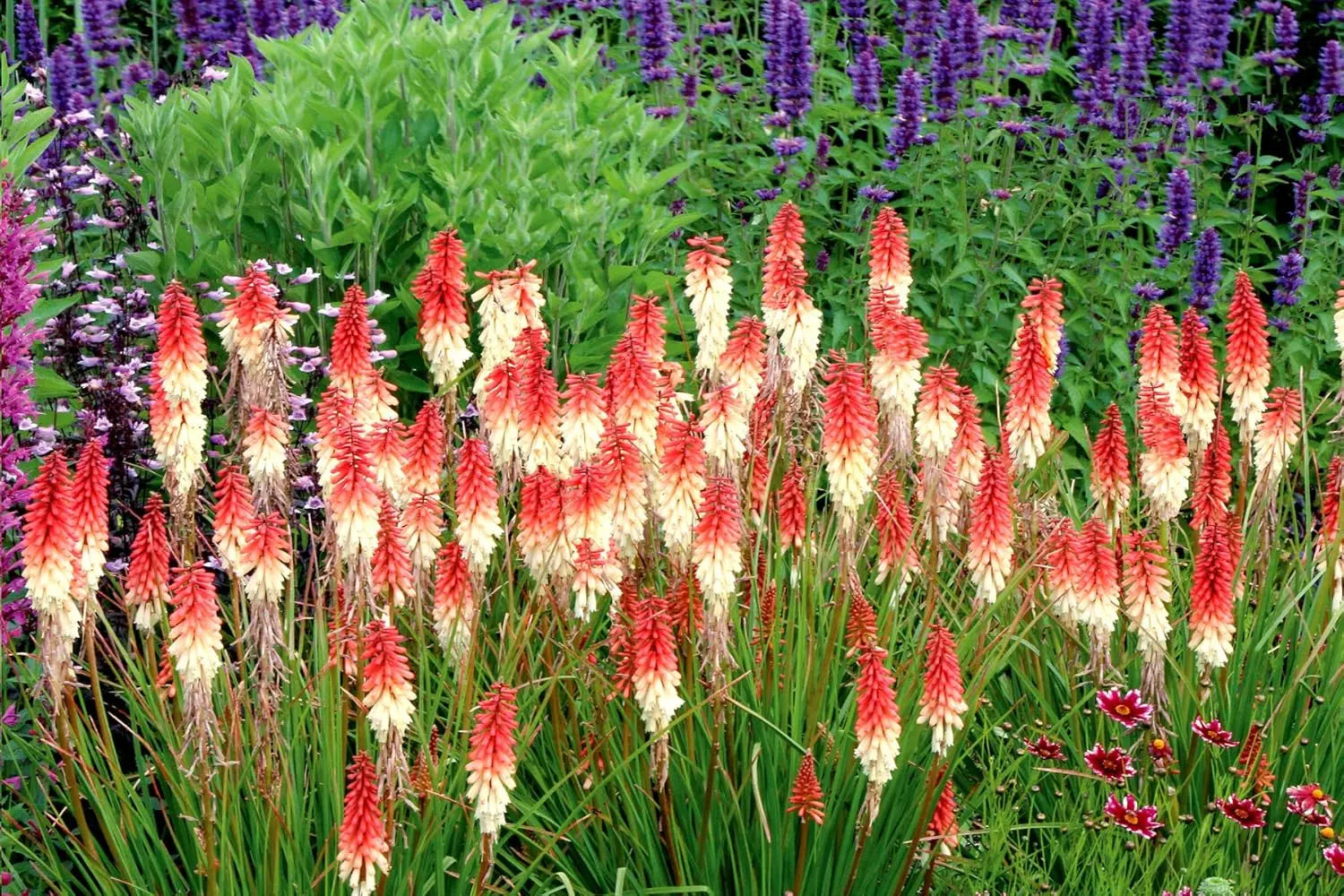 Bunte Fackellilie Kniphofia 'Orange Vanilla Popsicle' Staude mit orange-weißen Blüten, wächst auf einer Stauden Gänge Garten.