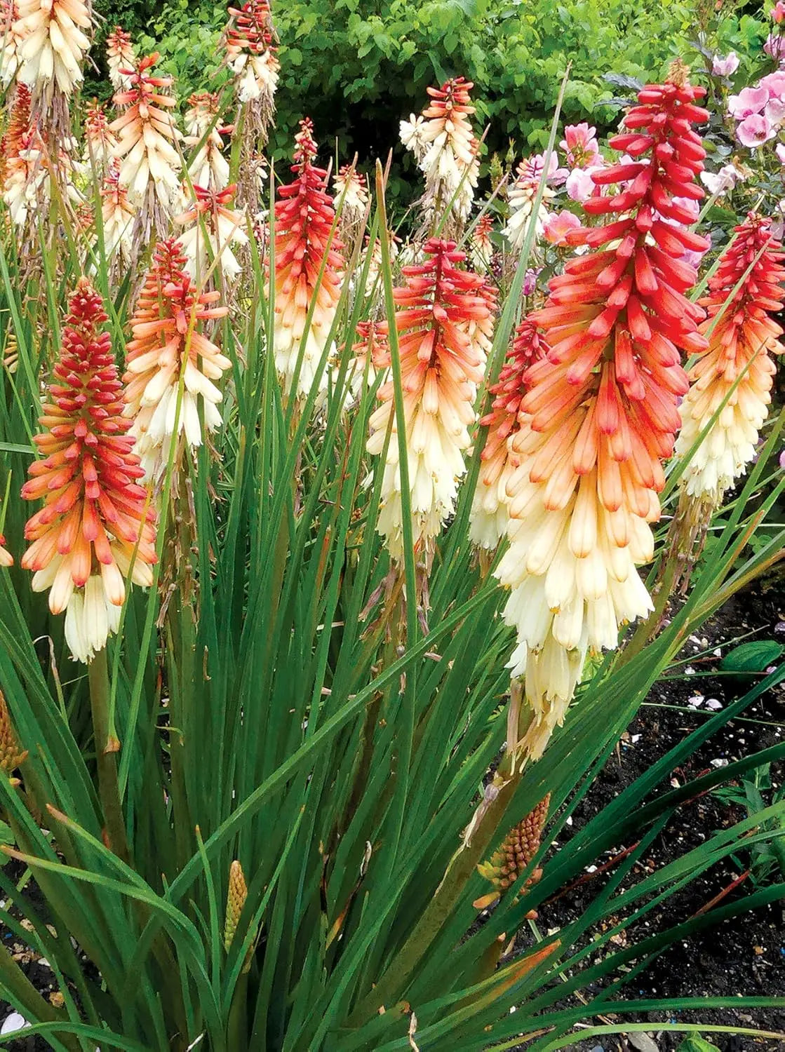 Bunte Fackellilie Kniphofia 'Orange Vanilla Popsicle' Staude mit orangen und cremefarbenen Blüten, von Stauden Gänge.