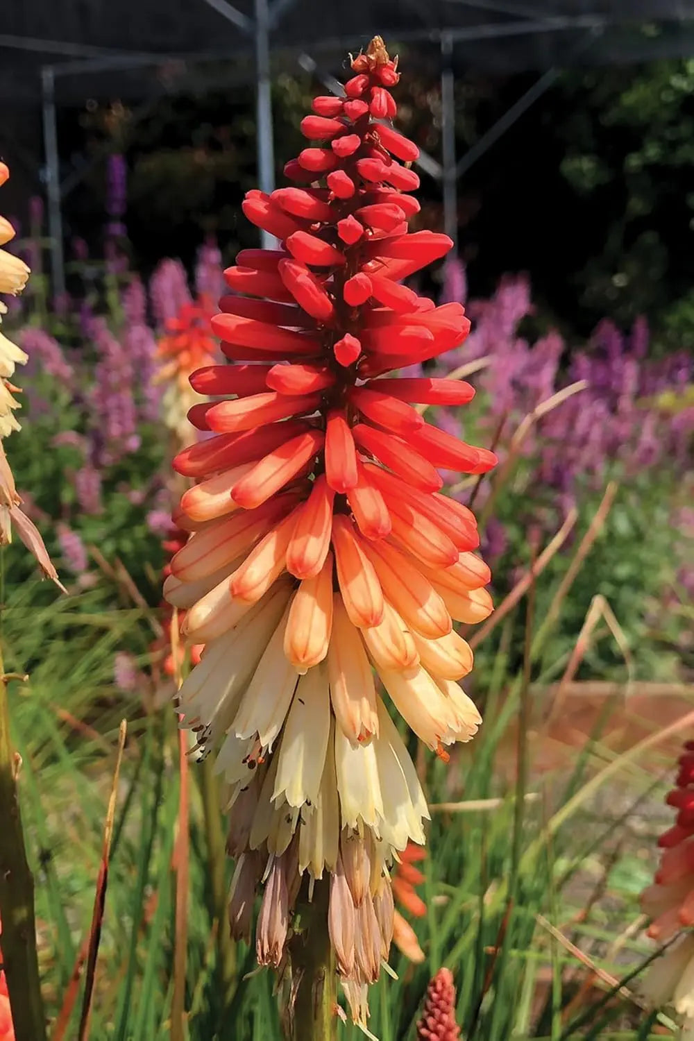 Bunte Fackellilie Kniphofia 'Orange Vanilla Popsicle' Staude mit orangefarbenen Blüten, kräftigem Grün, von Stauden Gänge