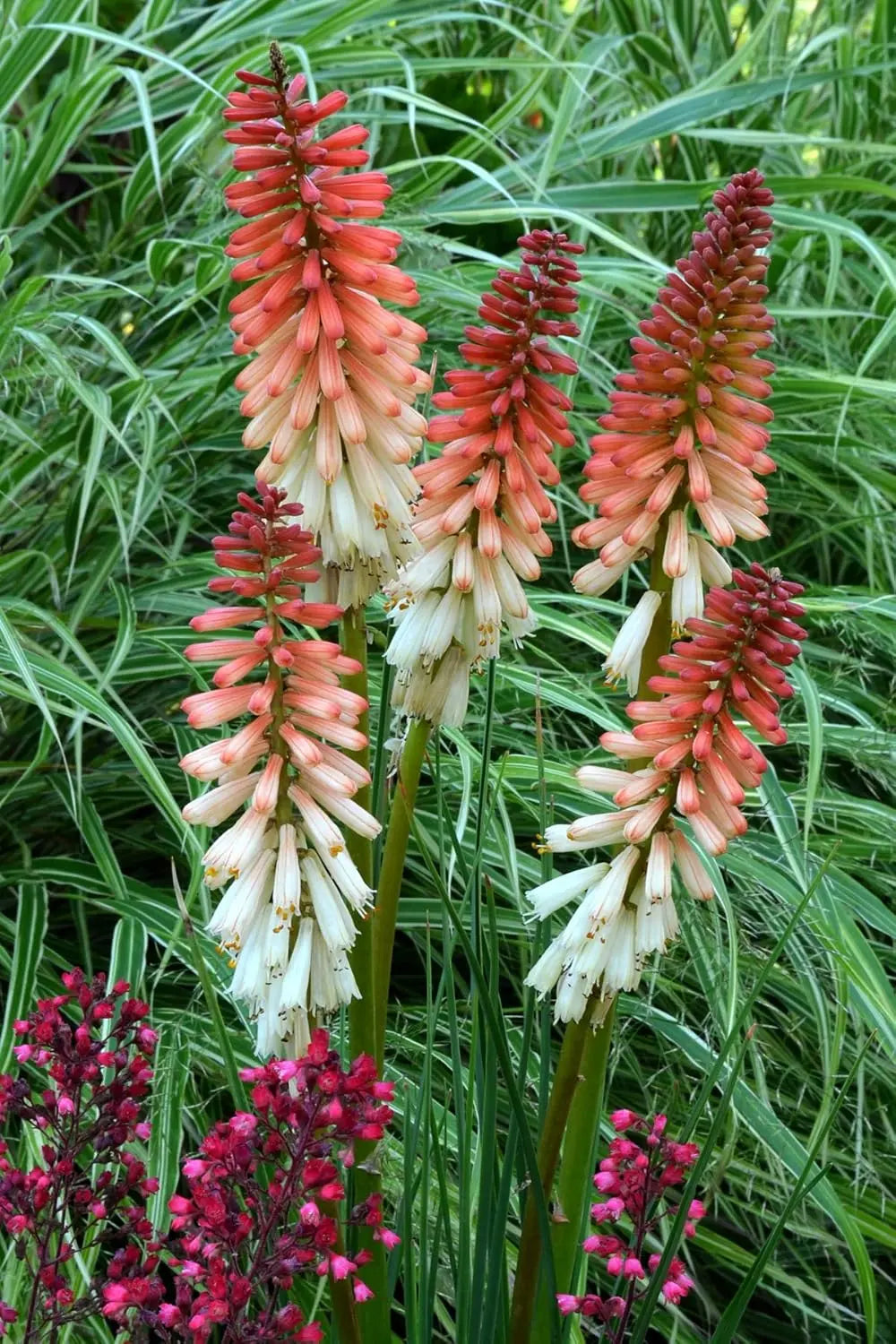 Bunte Fackellilie Kniphofia 'Orange Vanilla Popsicle' Staude mit orangefarbenen Blüten, von Stauden Gänge, Nahaufnahme