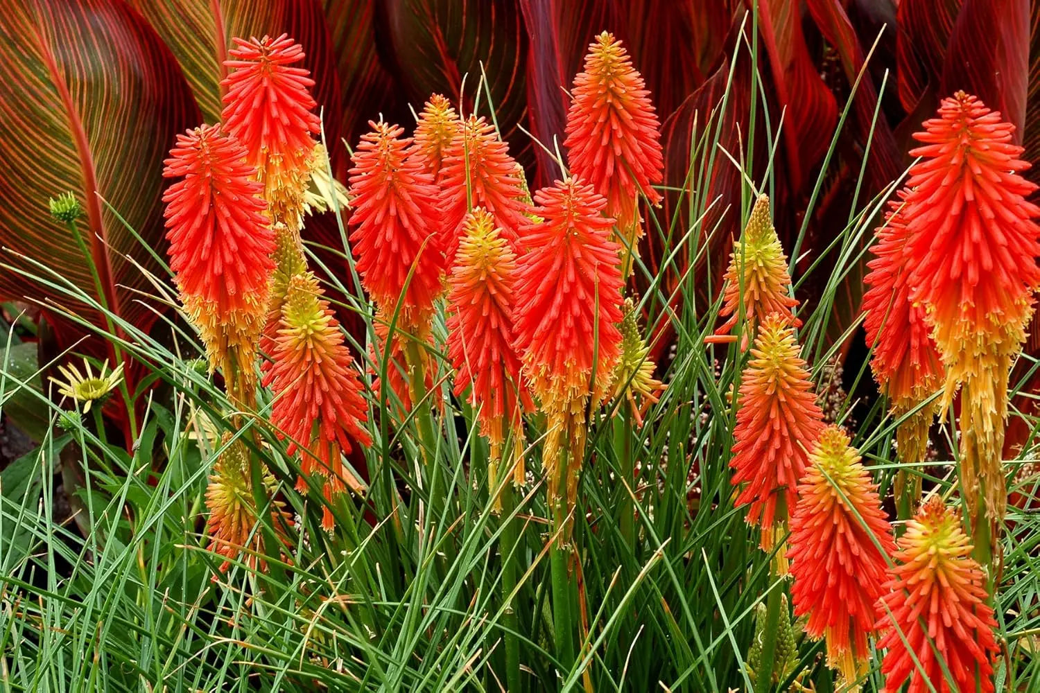 Bunte Kniphofia 'Papaya Popsicle' Fackellilie als Staude in Garten, gelbe und orange Blüten, von Stauden Gänge.