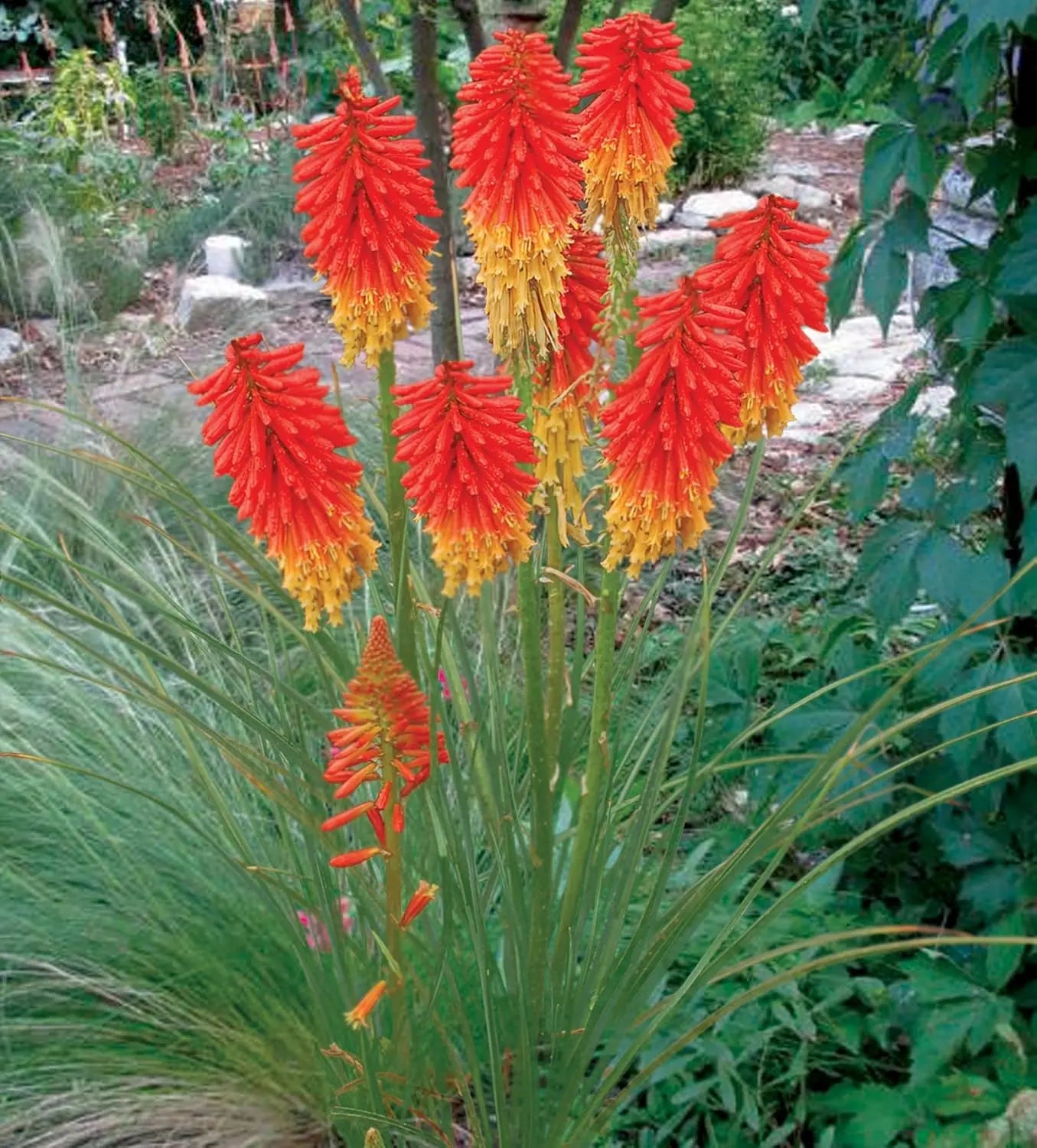 Bunte Kniphofia 'Papaya Popsicle' Staude, Tritome Fackellilie mit orange-rote Blüten, bei Stauden Gänge.