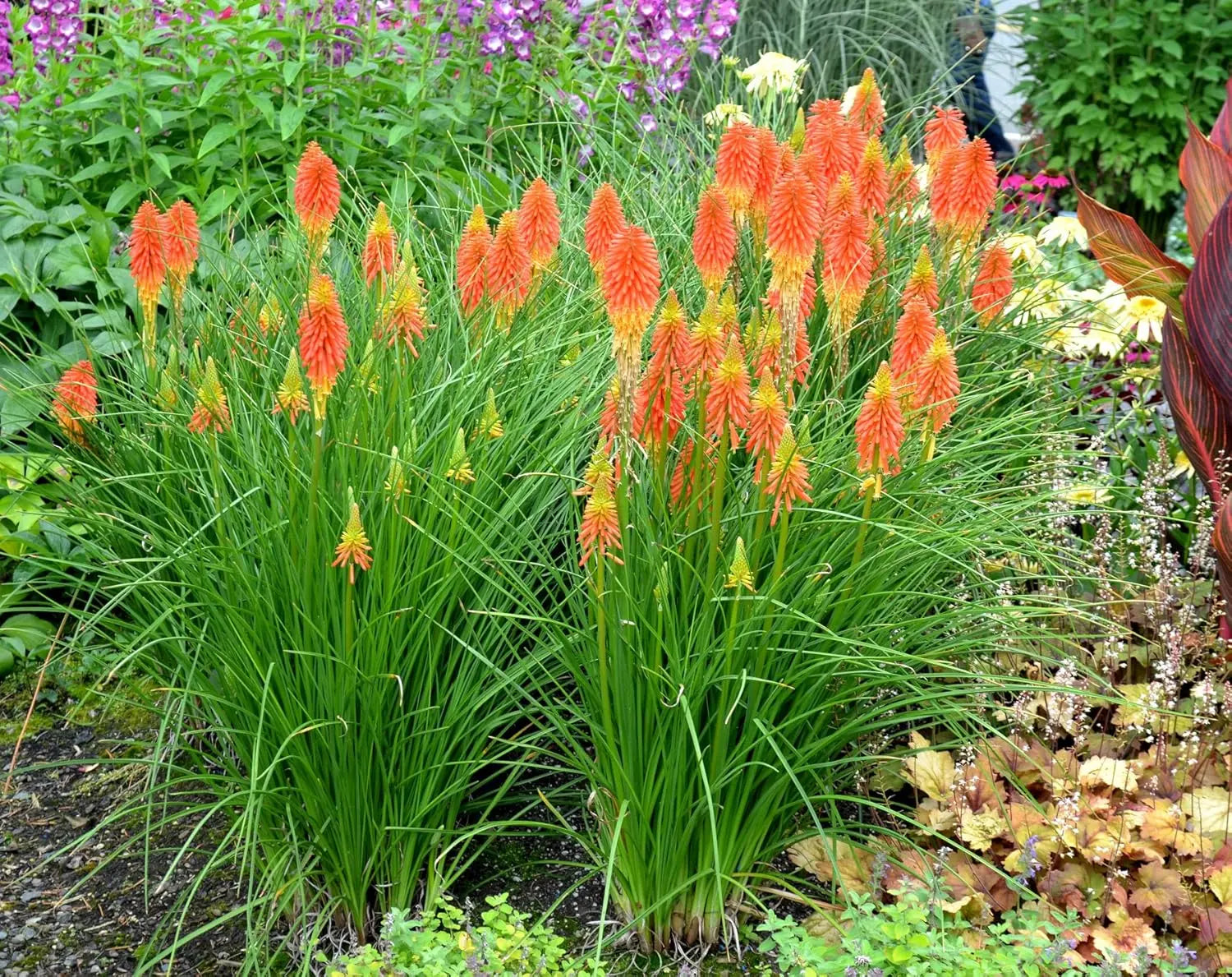 Bunte Staude Kniphofia 'Papaya Popsicle' mit leuchtenden orange-roten Blüten, Tritome Fackellilie von Stauden Gänge