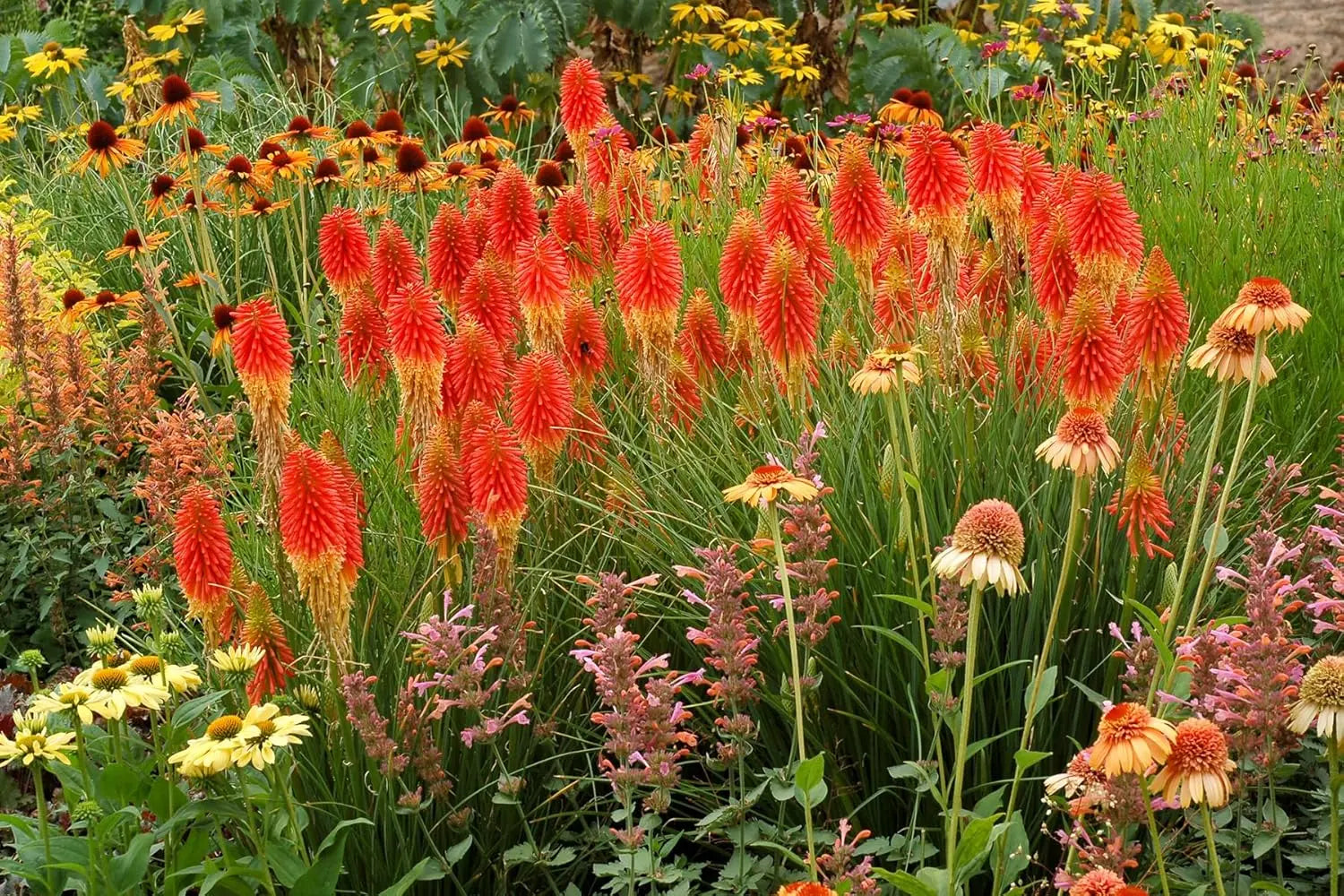 Bunte Kniphofia 'Papaya Popsicle' Staude, mit orange-rote Blütenrispen, von Stauden Gänge, Fackellilie in Gartenaufnahme