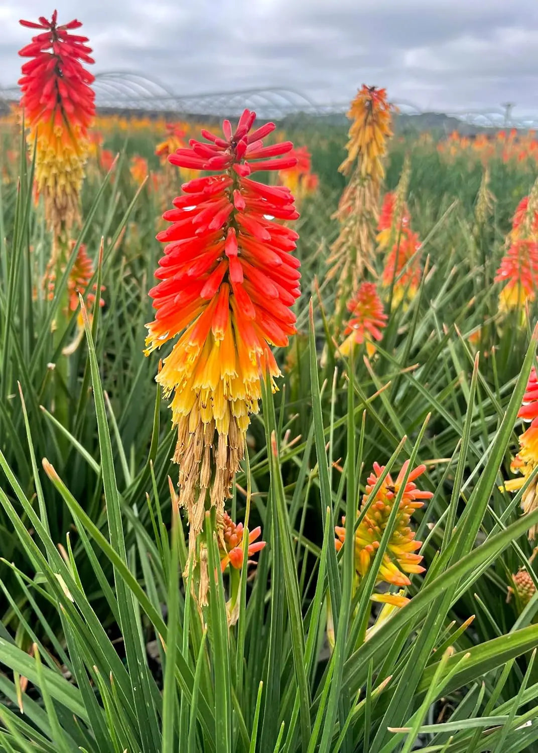 Bunte Kniphofia 'Papaya Popsicle' Fackellilie Staude von Stauden Gänge mit orange-rotfarbenen Blüten, im Garten fotografiert.