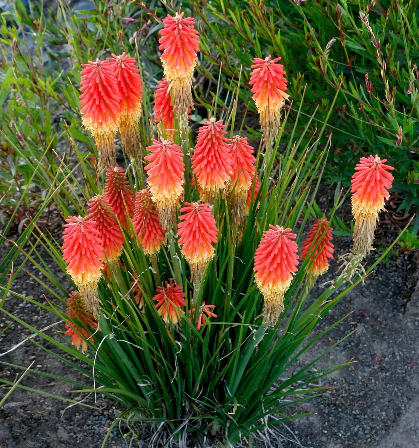 Fackellilie Kniphofia 'Papaya Popsicle' Staude mit orange-rote Blüten, Pflanze von Stauden Gänge, Nahaufnahme der Blüten.