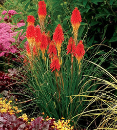 Staude Kniphofia 'Papaya Popsicle' von Stauden Gänge mit orangen und gelben Blüten, Fackellilie, Tritome, blühende Pflanze