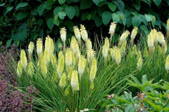 Gelbe Fackellilie Kniphofia 'Pineapple Popsicle' Staude von Stauden Gänge, blühende Gartenstaude mit orangeroten Blütenrispen