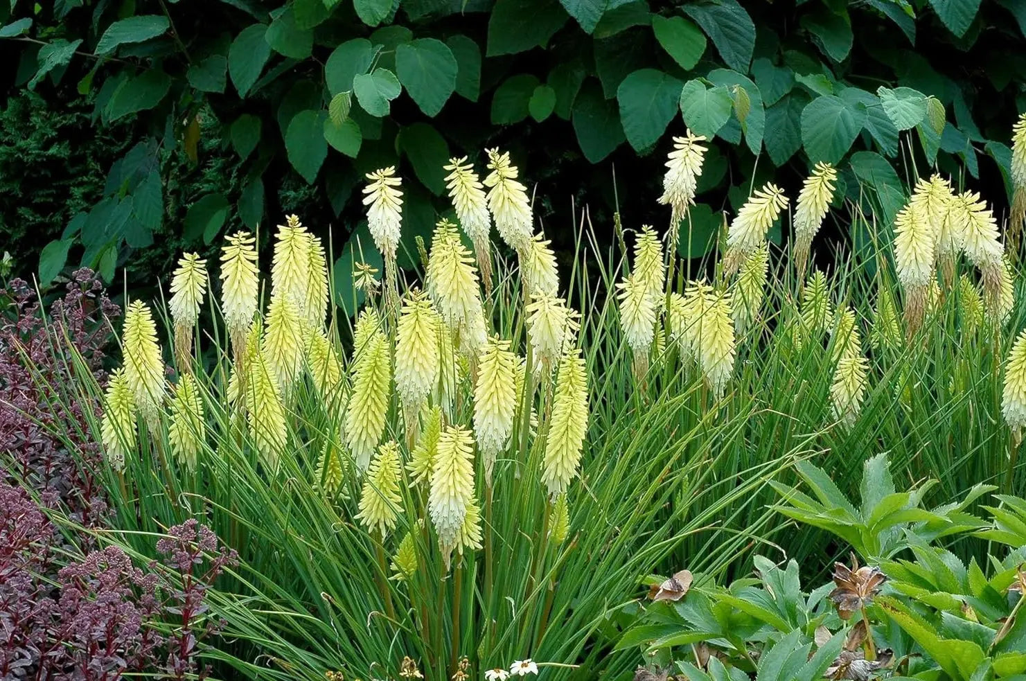 Gelbe Fackellilie Kniphofia 'Pineapple Popsicle' Staude von Stauden Gänge, blühende Gartenstaude mit orangeroten Blütenrispen