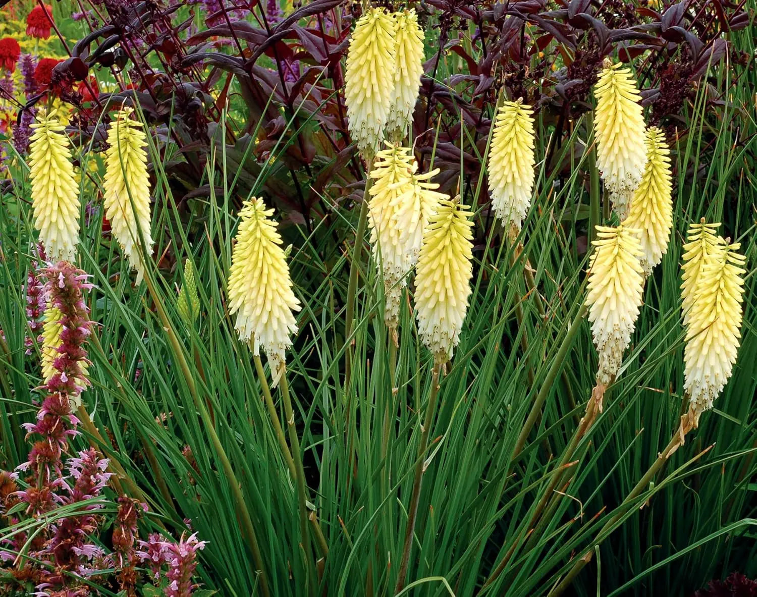 Gelbe Fackellilie Kniphofia 'Pineapple Popsicle' Staude von Stauden Gänge, zeigt leuchtende gelbe Blütenrispen in Naturaufnahme