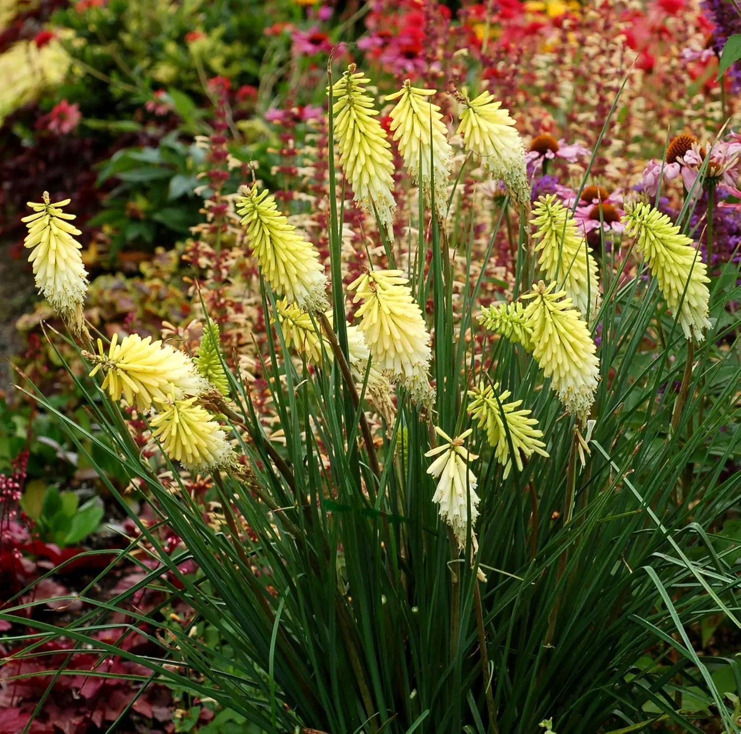 Gelbe Fackellilie Kniphofia 'Pineapple Popsicle' von Stauden Gänge, blühende Staude mit leuchtend gelben Blüten.