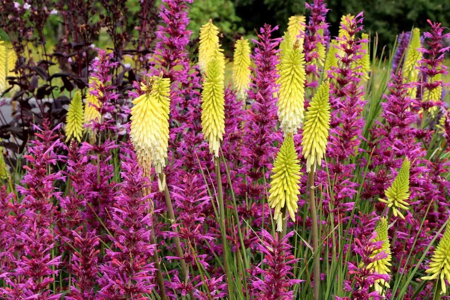 Gelbe Fackellilie Kniphofia 'Pineapple Popsicle' als Staude, mit leuchtenden gelben Blütenständen, von Stauden Gänge.