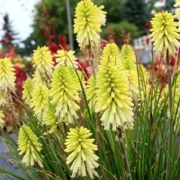 Gelbe Fackellilie 'Pineapple Popsicle' von Stauden Gänge, Stauden, mit leuchtend gelben Blüten, hübsche Gartenstaude