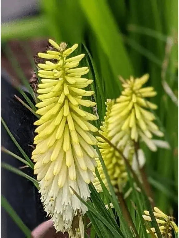 Gelbe Fackellilie Kniphofia 'Pineapple Popsicle' Staude, gelbe Blüten, Tritome, Stauden Gänge, blühende Gartenpflanze