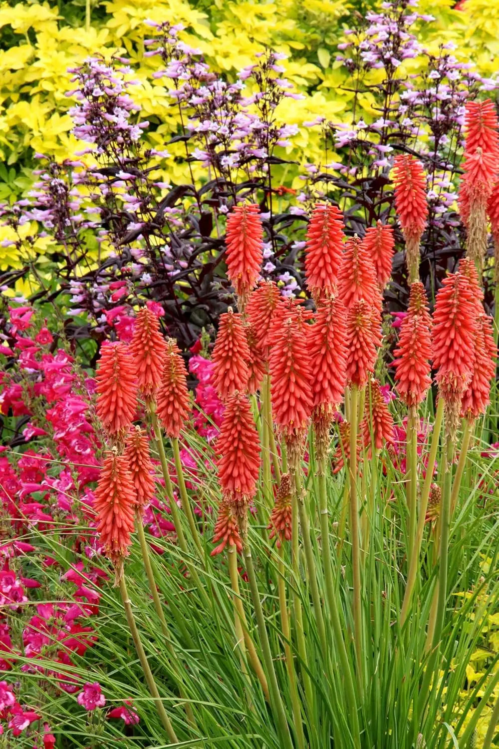 Rote Fackellilie Kniphofia 'Redhot Popsicle' als Staude in Garten, gelbe und orange Blüten, natürliche Pflanzenaufnahme