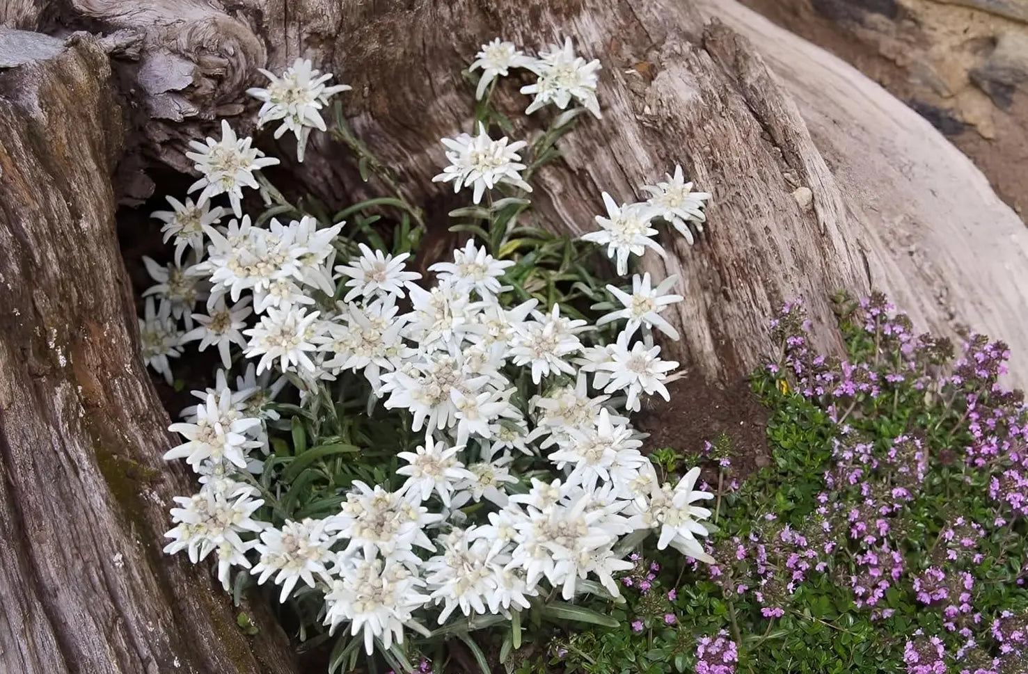 Leontopodium souliei 'Alpina White' Edelweiß, eine weiße Staude von Stauden Gänge, mit weißen Blüten auf grünen Blättern.