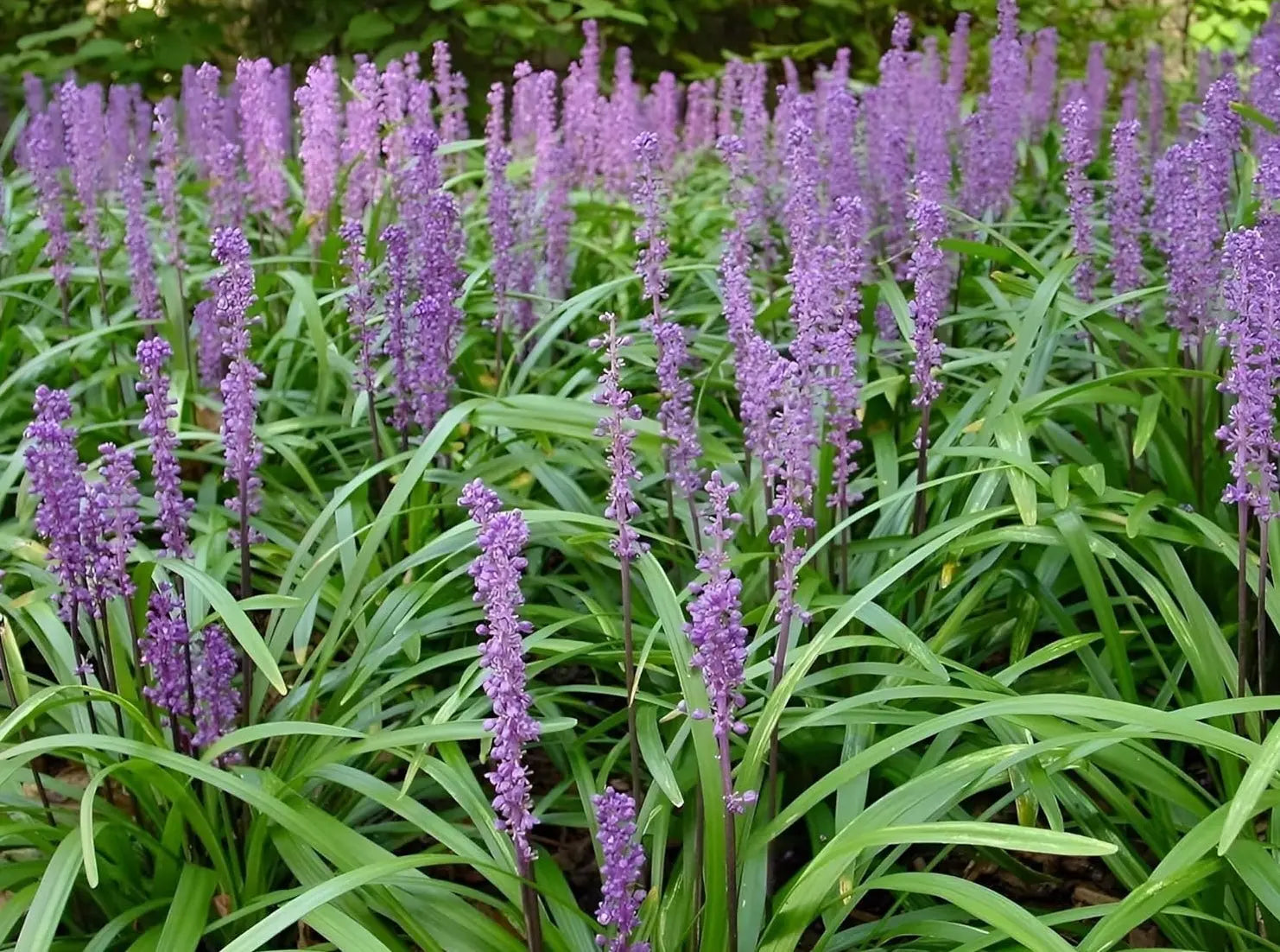 Liriope muscari 'Big Blue' Staude von Stauden Gänge mit blauen, grasartigen Blättern und kleinen lila Blüten im Frühling.