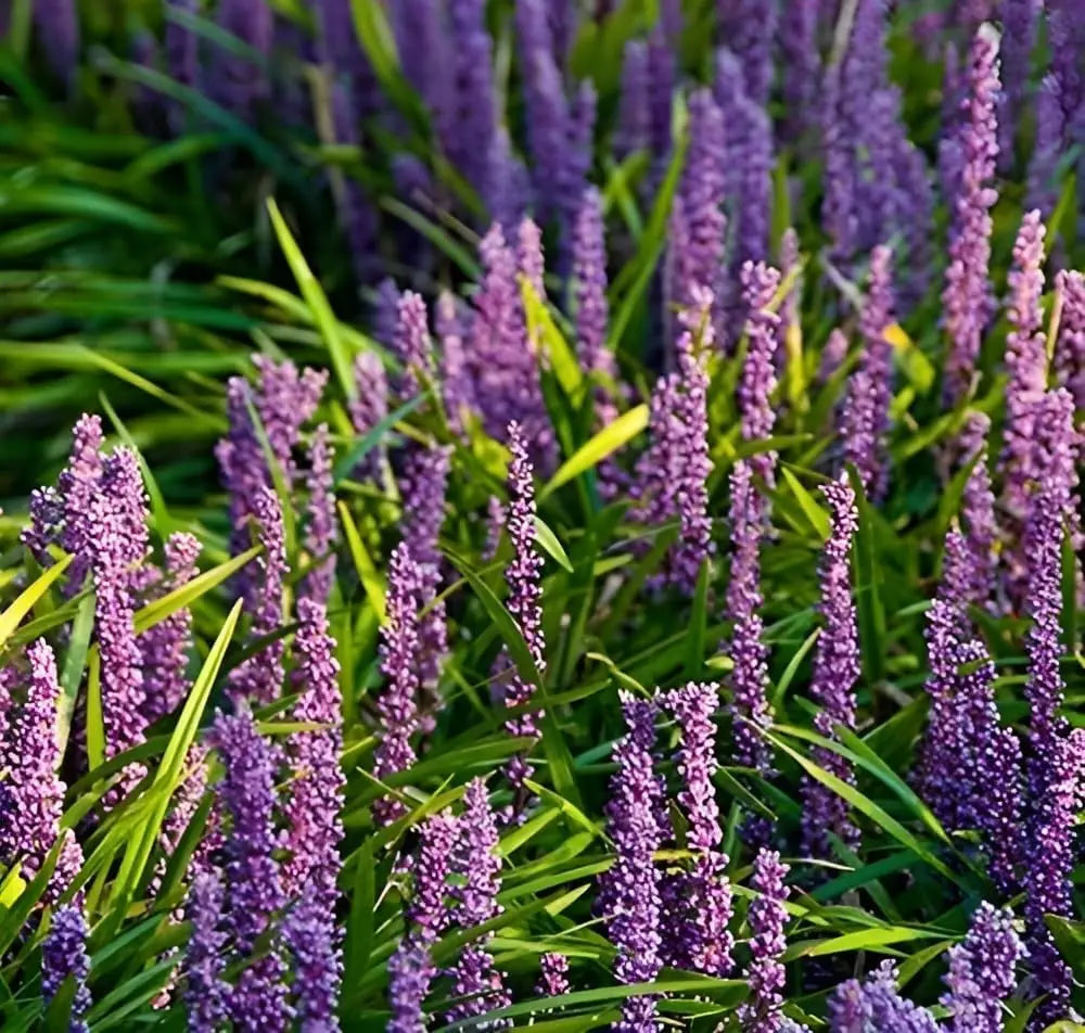 Liriope muscari 'Big Blue', Lilientraube, Staude von Stauden Gänge mit blauen, strahlenförmigen Blüten in Gartenbeet.