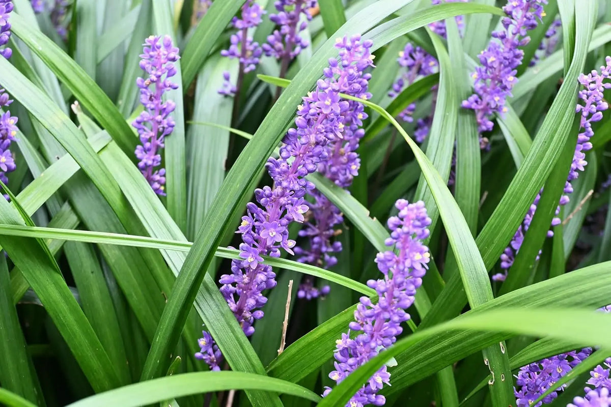 Liriope muscari 'Big Blue', Staude mit blauen Blütenrispen, wächst als Zierpflanze in Gartencenter, von Stauden Gänge.