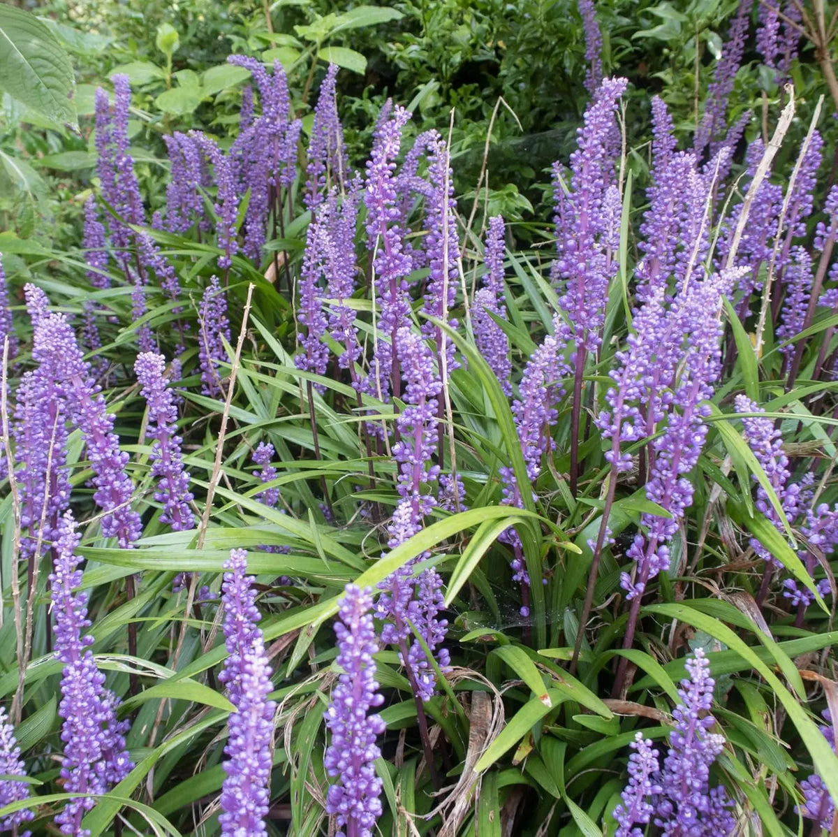 Liriope muscari 'Big Blue' Staude von Stauden Gänge, blühende Lilientraube mit blauen Blüten, im Garten fotografiert
