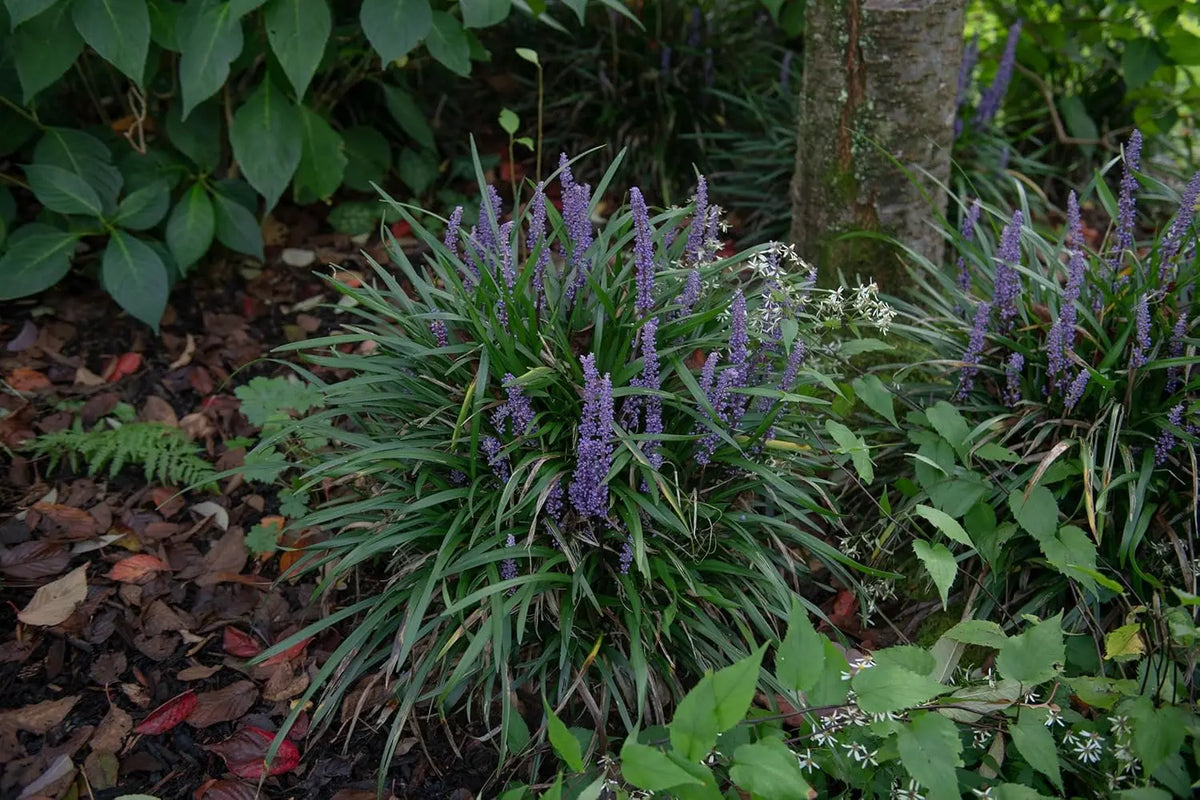 Liriope muscari 'Big Blue' Staude von Stauden Gänge, blaue Blütenrispen, dichtes Laub, ideal für Garteneinfassungen und Beete